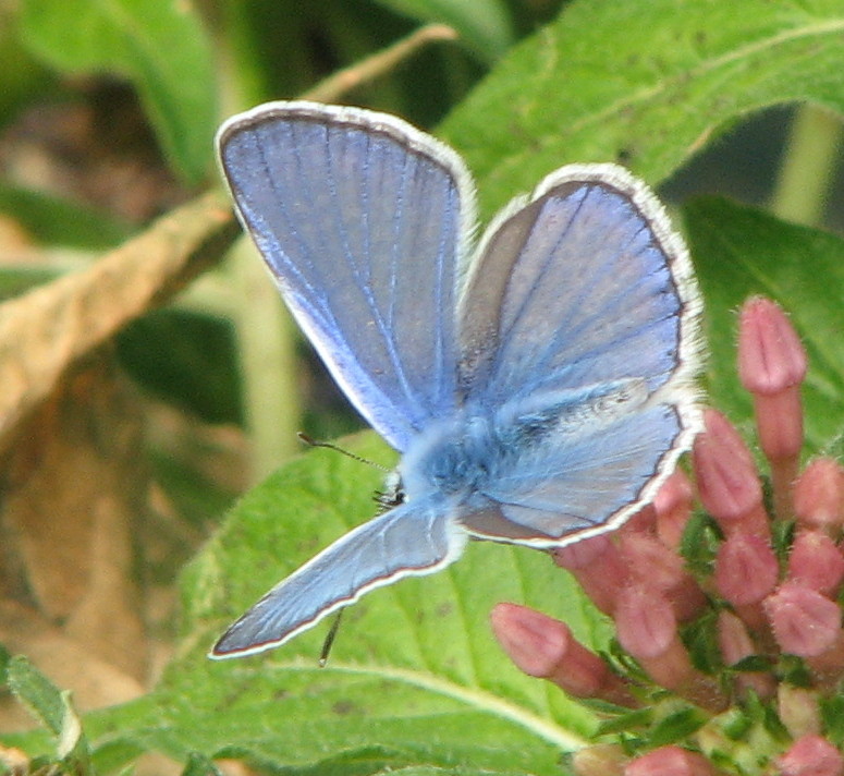 Polyommatus icarus?